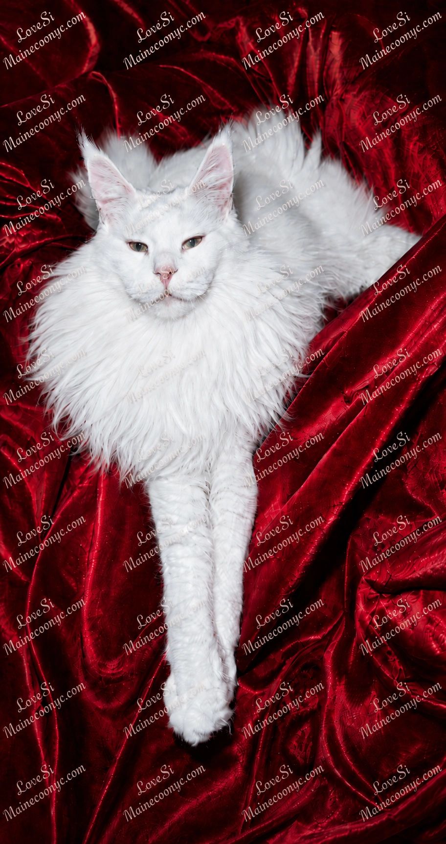 White fluffy Maine Coon cat