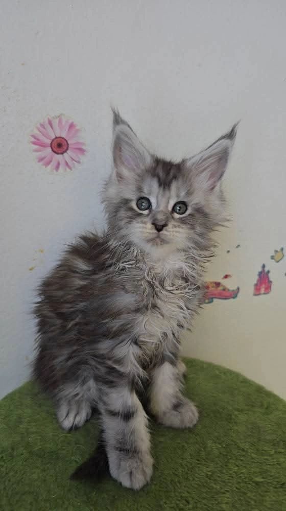 Maine Coon kittens group photo