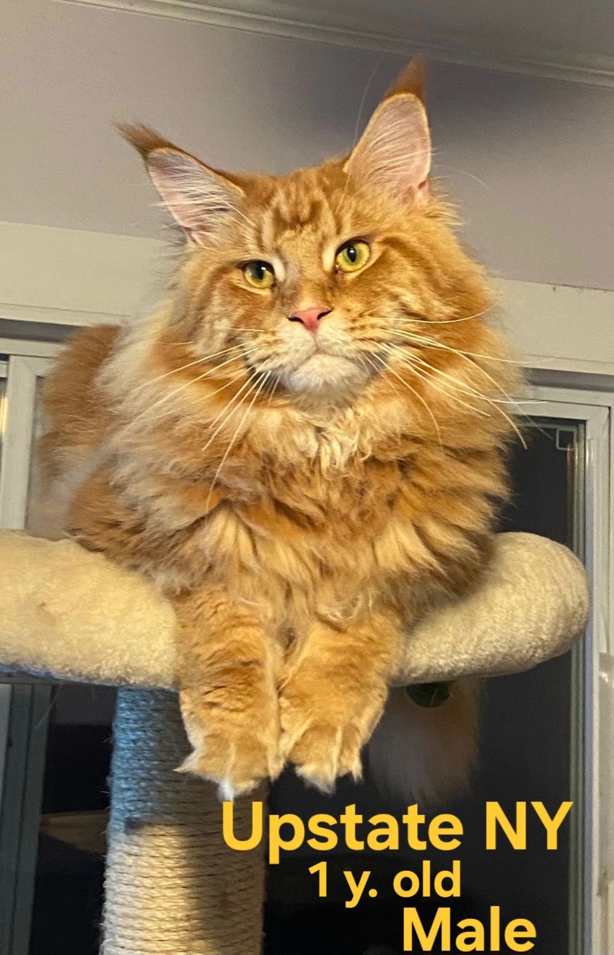 Fluffy Maine Coon cat indoors