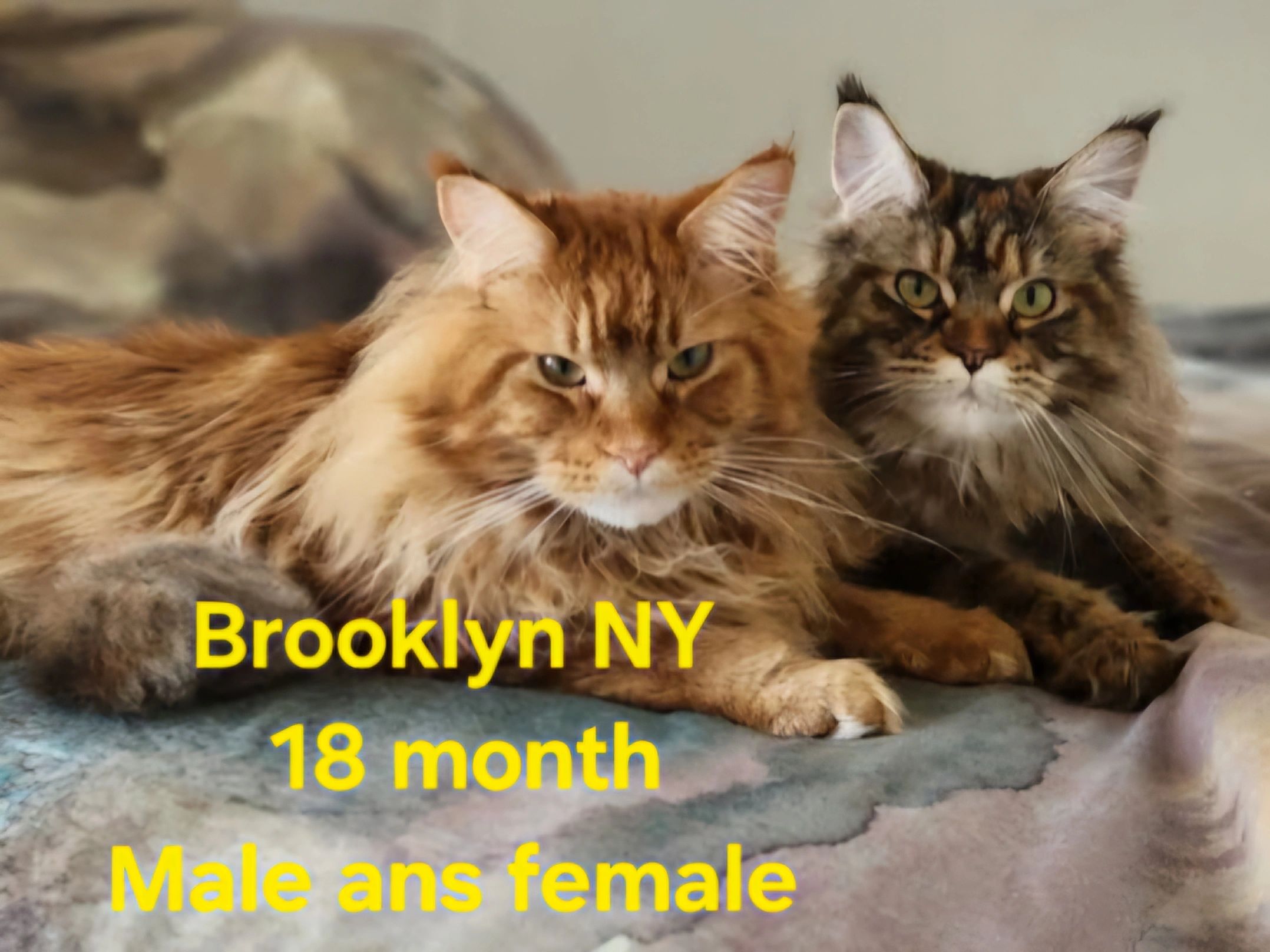 Orange Maine Coon cat portrait