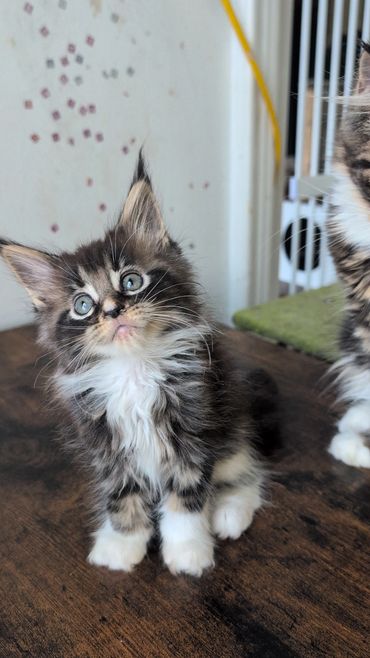 Tabby kitten with blue eyes on blanket