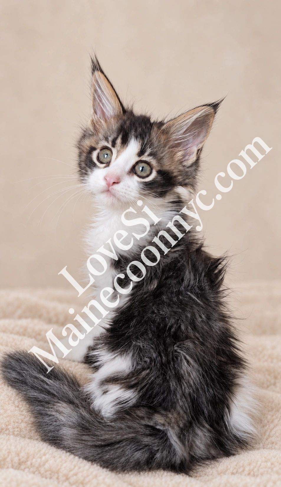 Tabby white kitten with green eyes