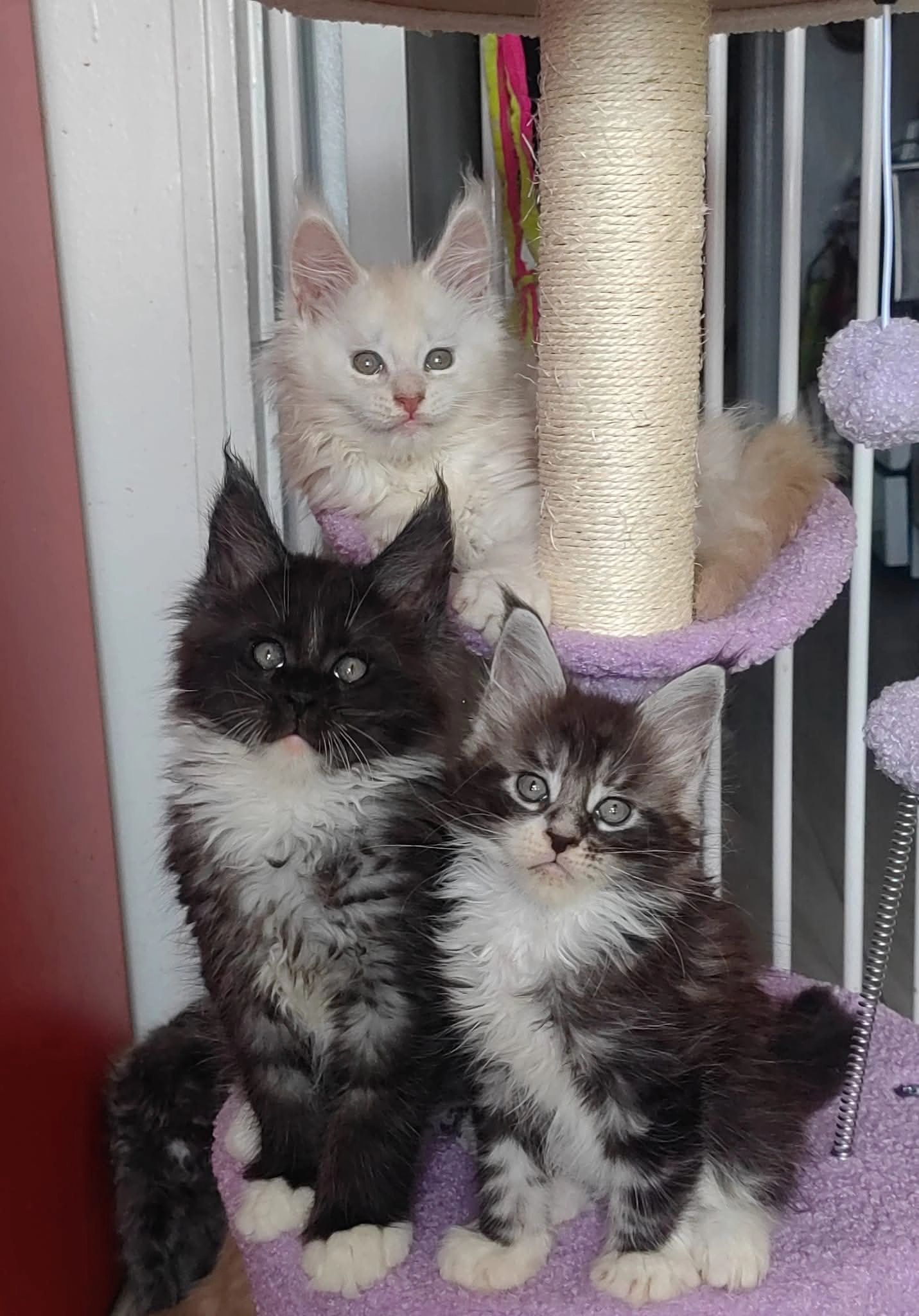 Three fluffy kittens on cat tree