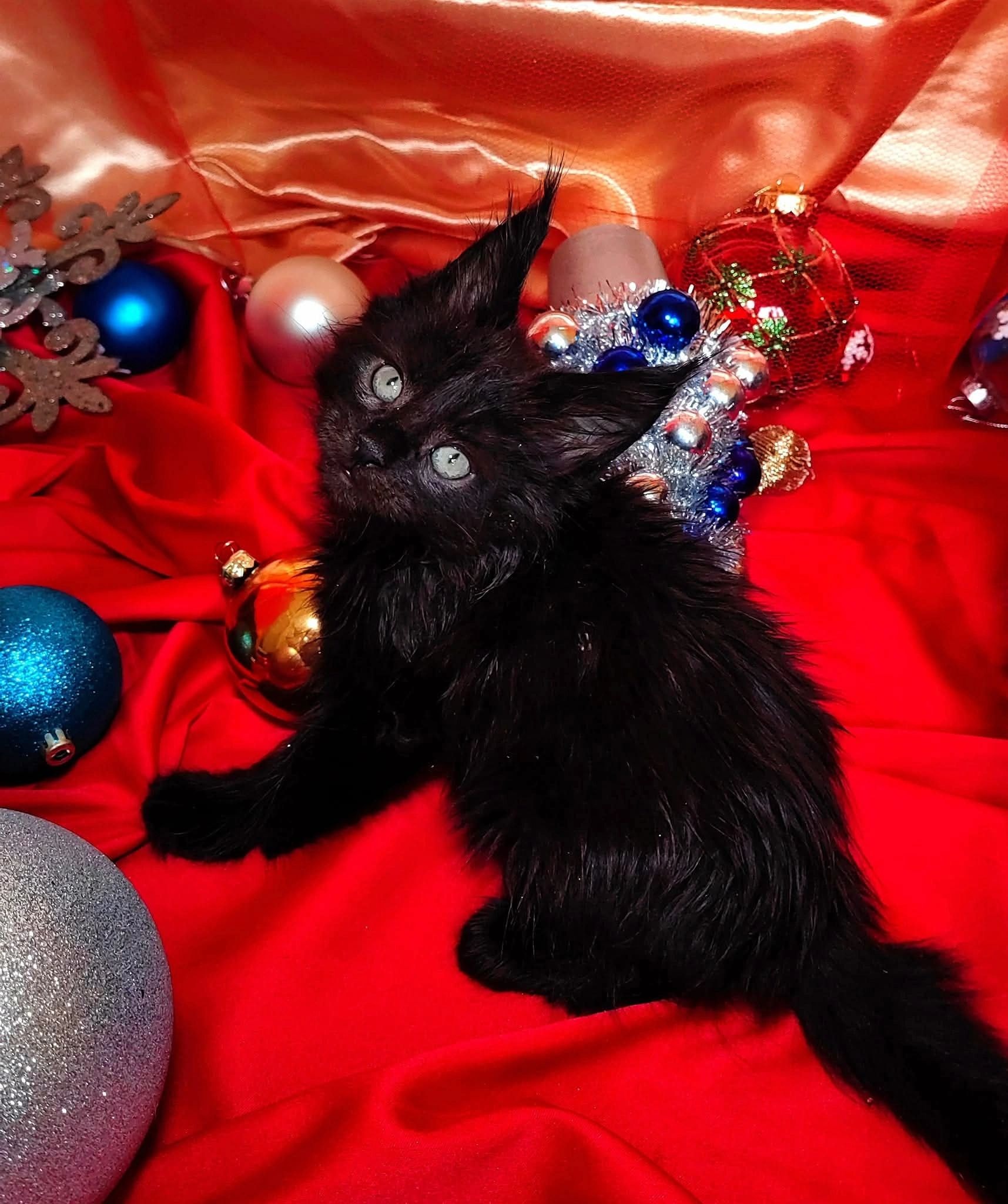 Maine Coon kitten portrait