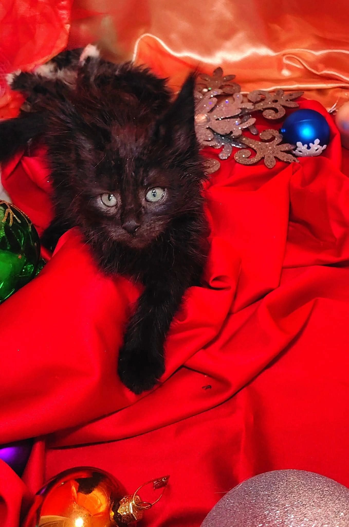 Maine Coon kittens