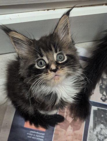 Fluffy Maine Coon kitten
