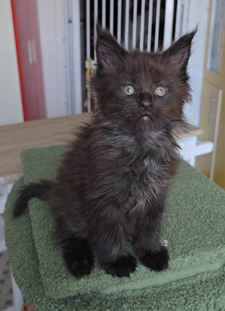 Kitten in new home