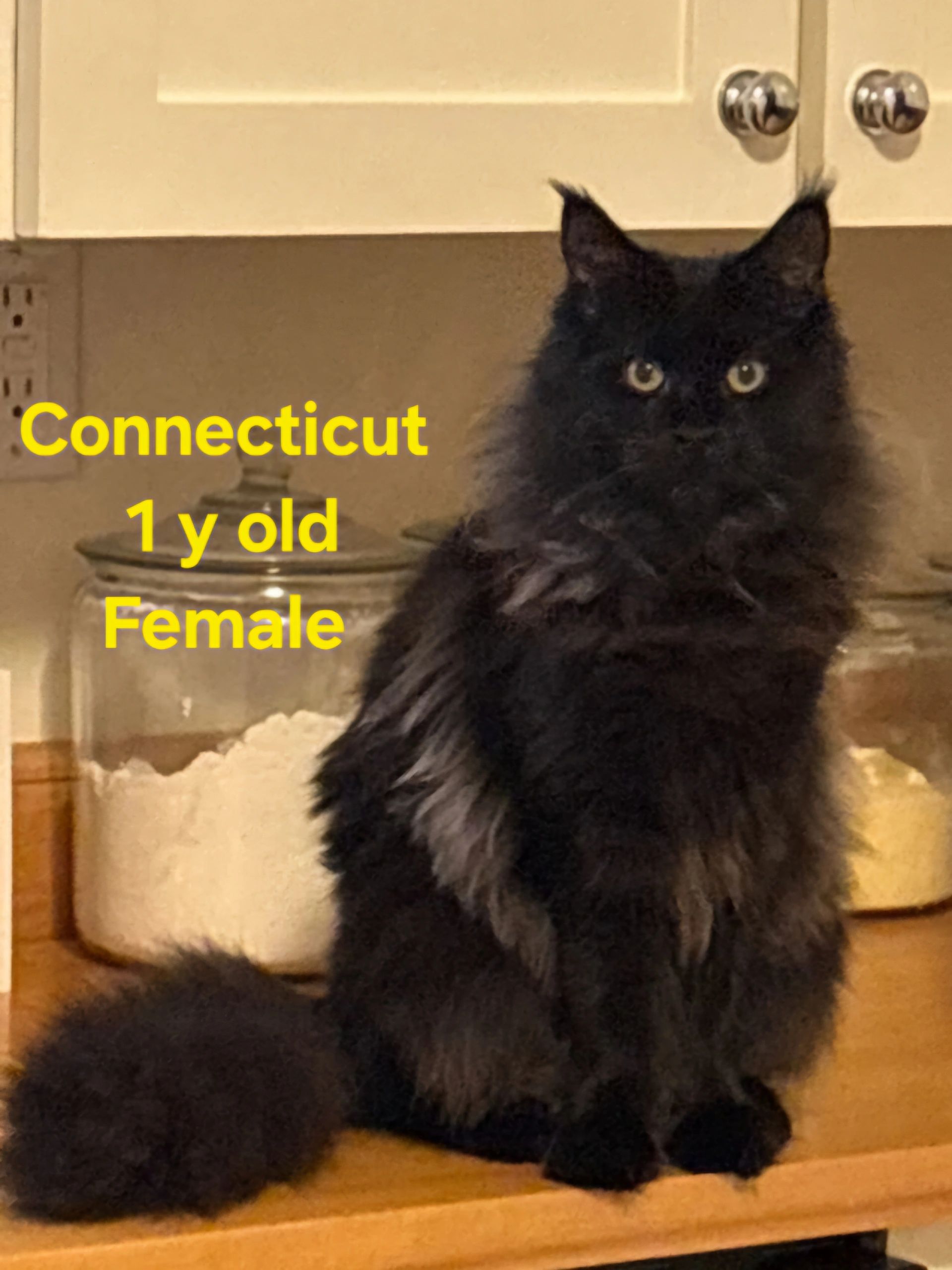 Maine Coon cat in cozy home