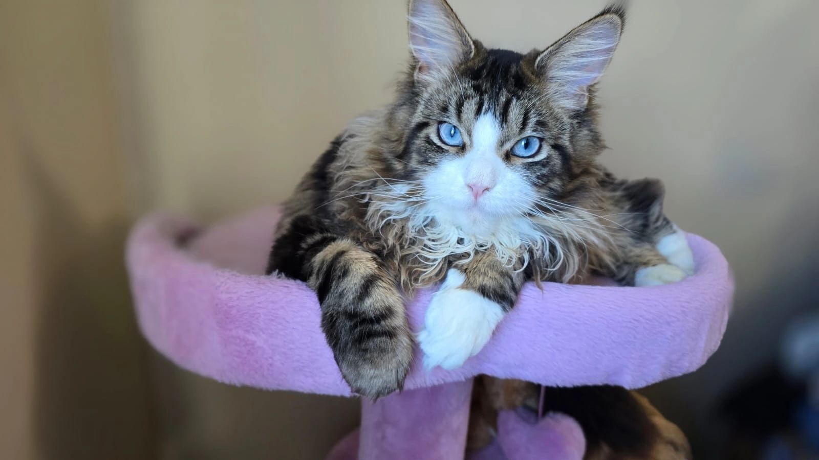 Tabby white cat with blue eyes on perch